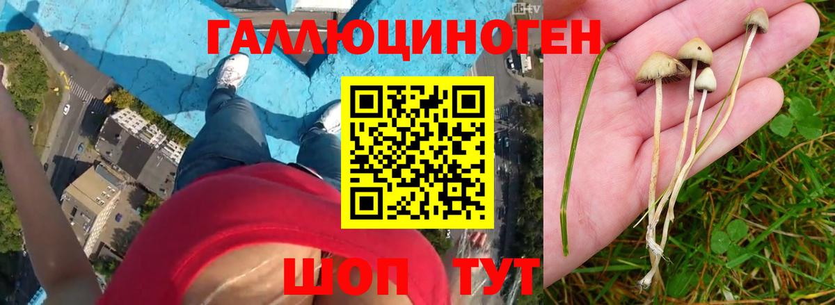 Галлюциногенные грибы прущие грибы Менделеевск